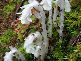 Ghost Pipe, Relational Remedy