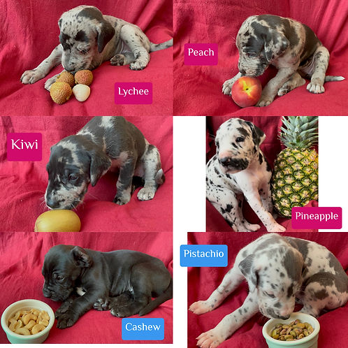 great dane puppies for sale, great dane, AKC puppies, puppies