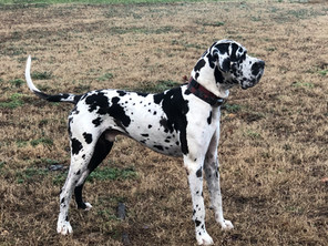 Odin is so handsome
