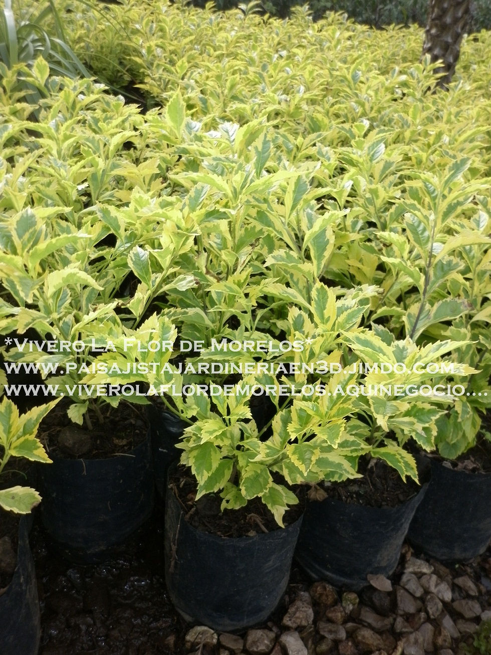 Duranta gold