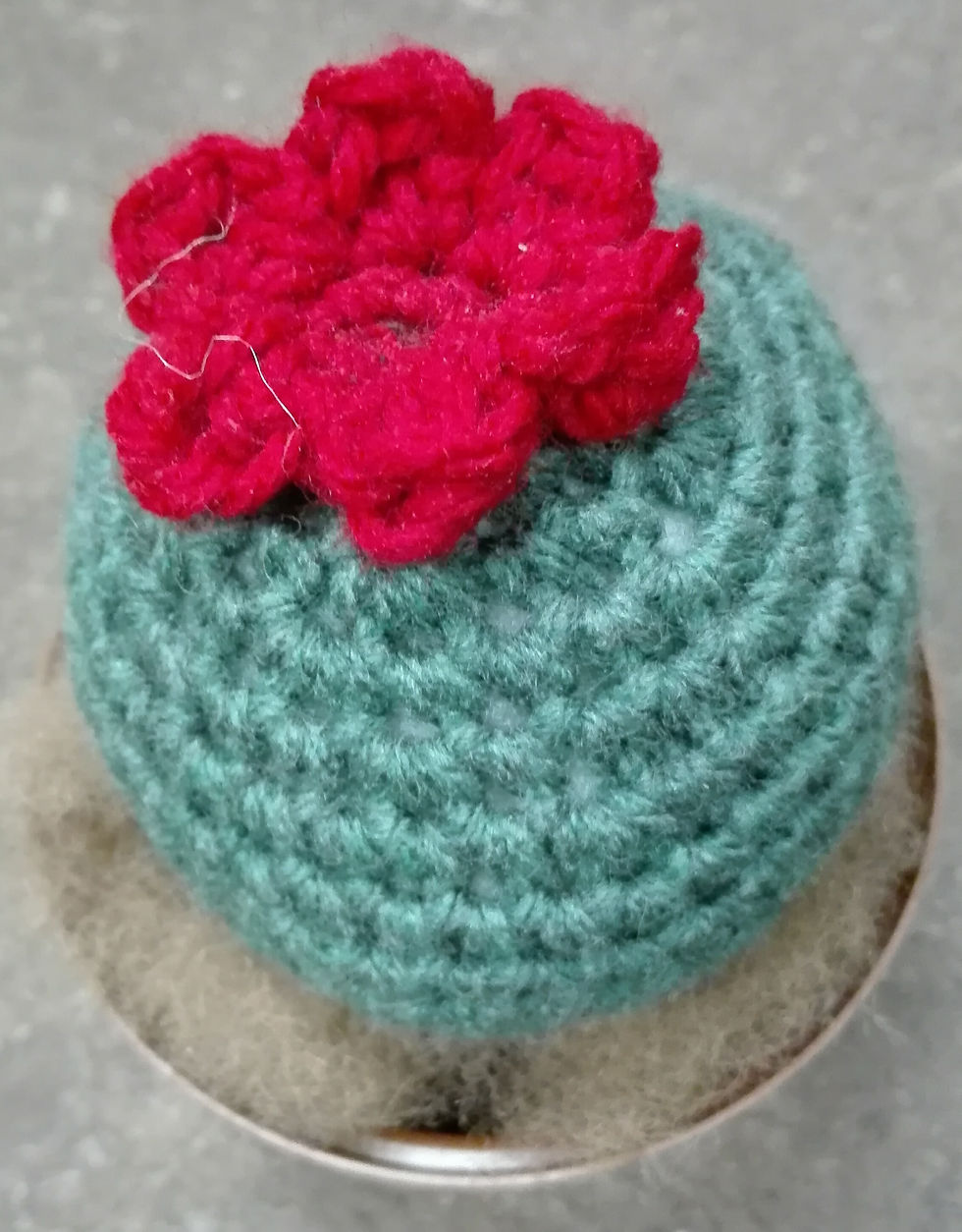 Thumbnail: Hekel Cactus Plant