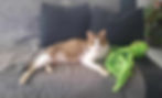 Fredy