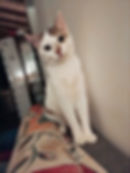 Flepsy