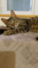Elsie