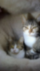 Falbala (à gauche) et Comidofix