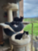 Toumo et ses copines