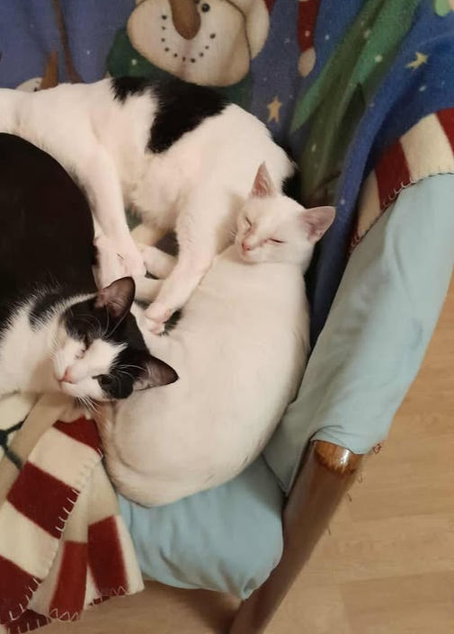 Chip au milieu des copains