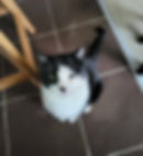 Toumo