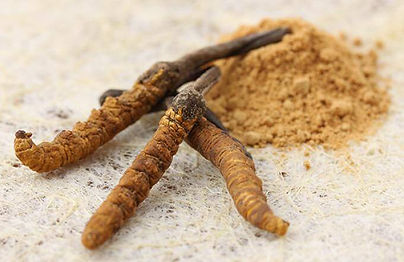 DXN Cordyceps