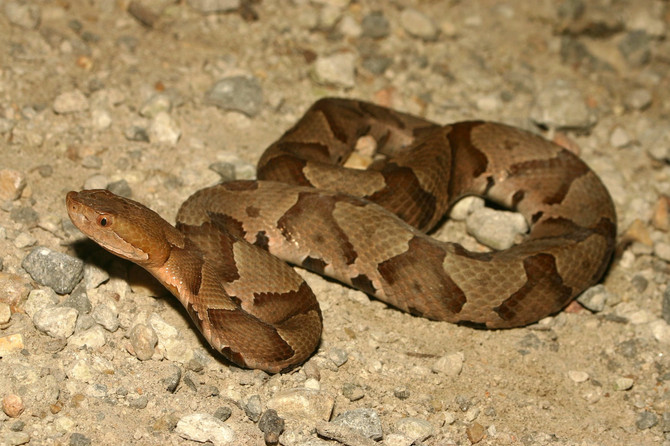 Snakes on the Stairwell