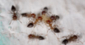 carpenter ants treatment