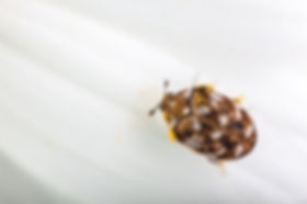 beetles