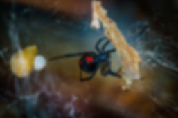 venomous spider solutions