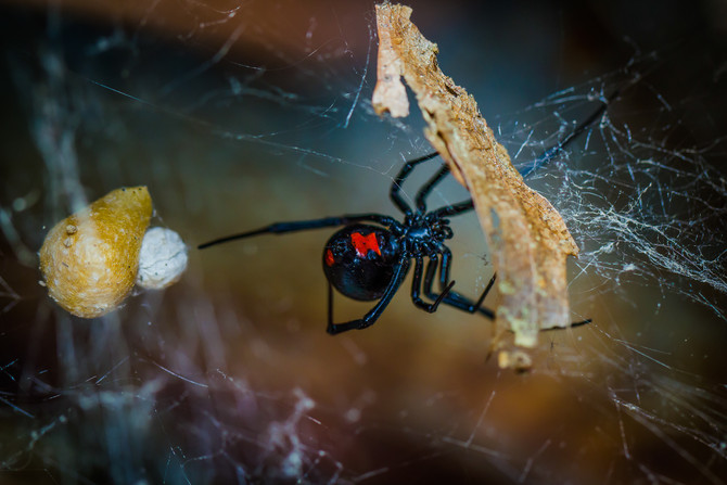 Blooming Bloody Spiders