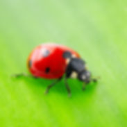 lady bugs treatment in edmond ok