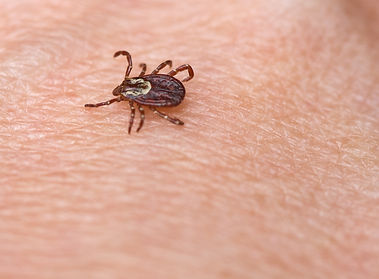 ticks treatment