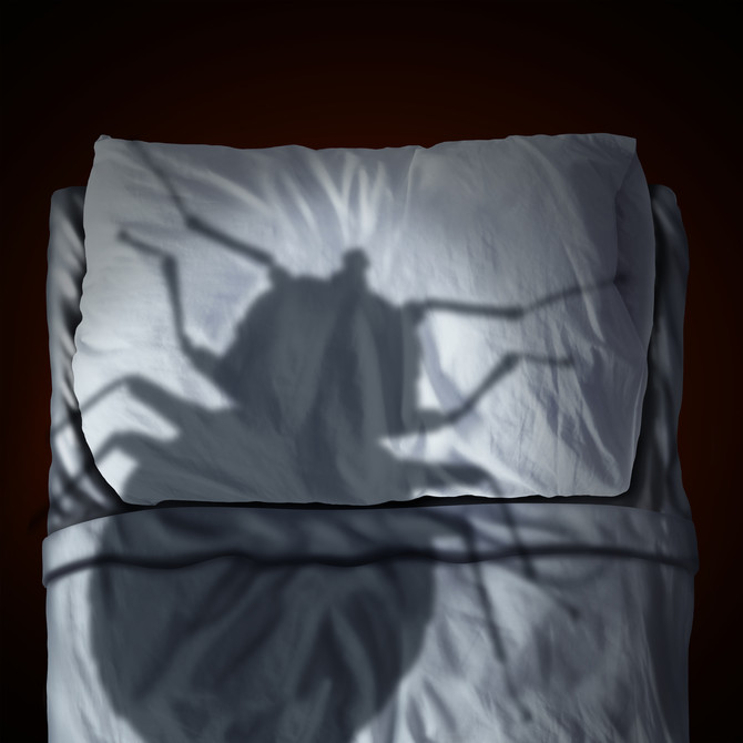 Bed Bug Help