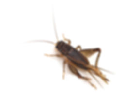 crickets solution in edmond ok