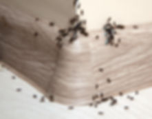 ants treatment