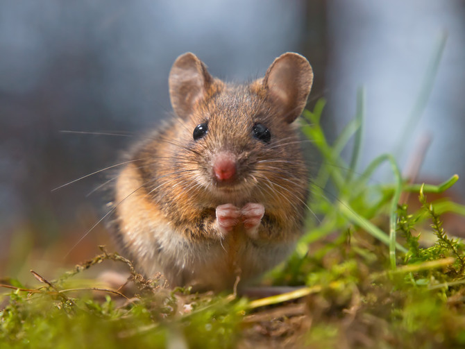 Mice