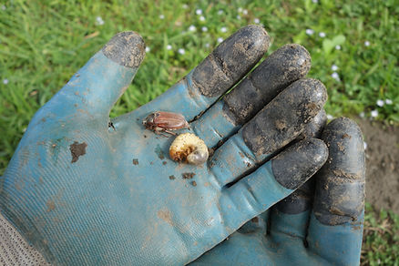 carpet beetles solution
