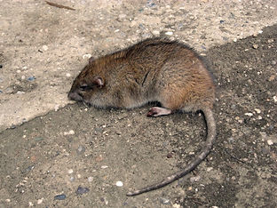 rat killers in edmond ok