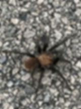 tarantula