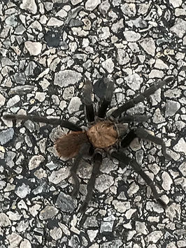 tarantula
