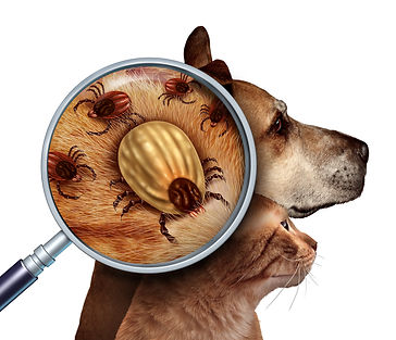 kill ticks in edmond ok