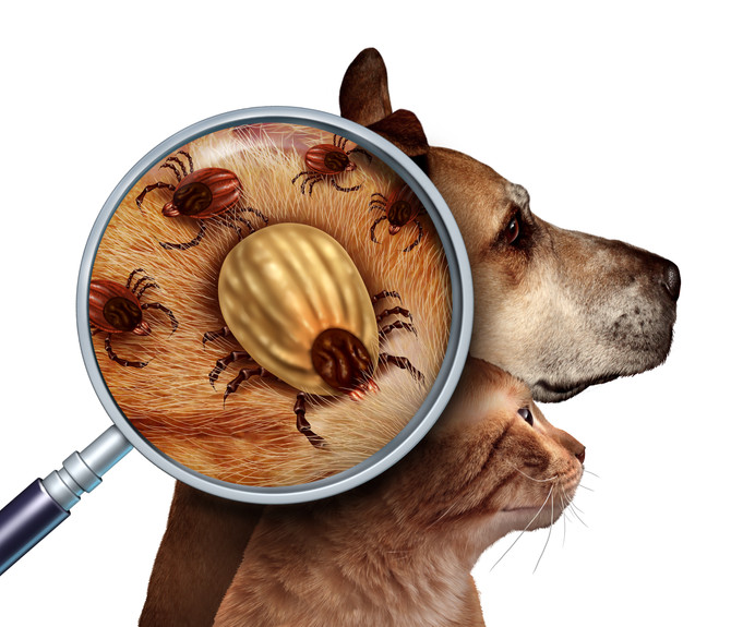 Don't Forget our Furry Friends