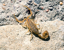 scorpions