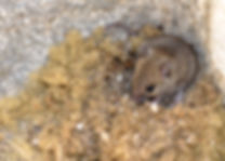 mice solution