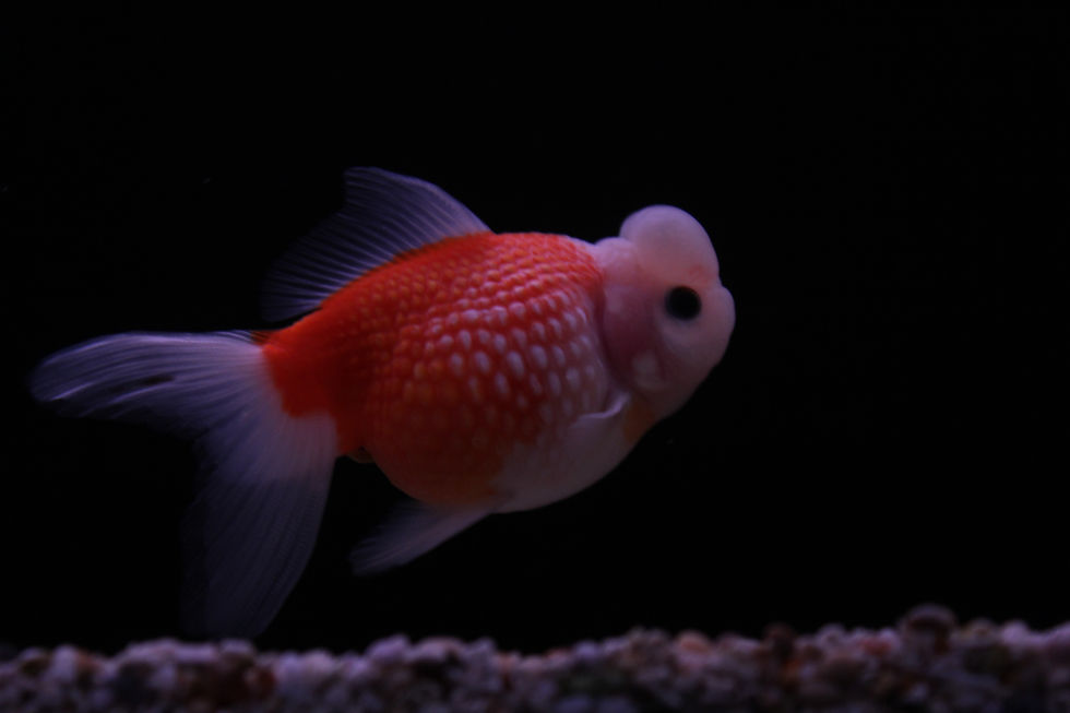 Fancy Goldfish UK / Goldfish Store UK / Star Fisheries