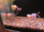 Thumbnail: Bubble eye