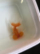 Thumbnail: Bubble eye
