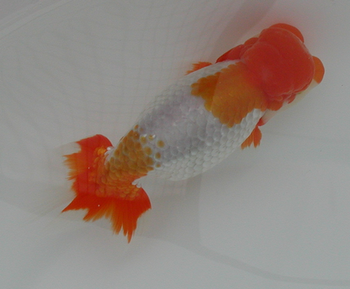 Ranchu (Top View) | Star Fisheries