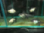 Thumbnail: Butterfly Telescope