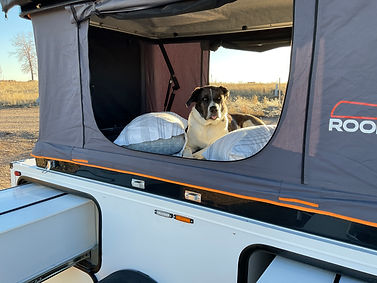 tag-along frankie pup