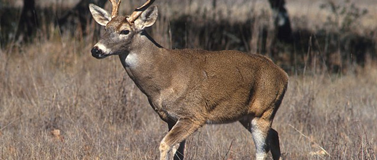 Big Buck Contest Entry