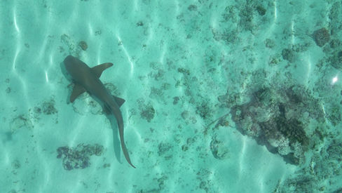 Moorea : plongée, requins-citrons et expériences en famille en Polynésie