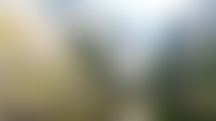 Yosemite et Junior Ranger !