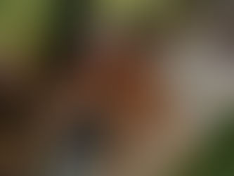 A little chat about Yellow Dock...