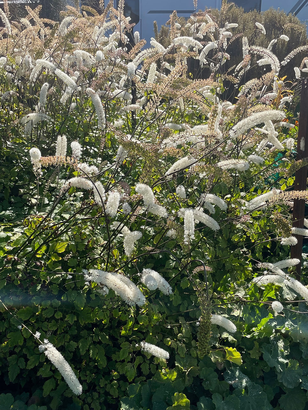 My love of Black Cohosh