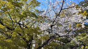 トヨタで学んだ“リスクの本質”:「まだ大丈夫」が一番危ない理由