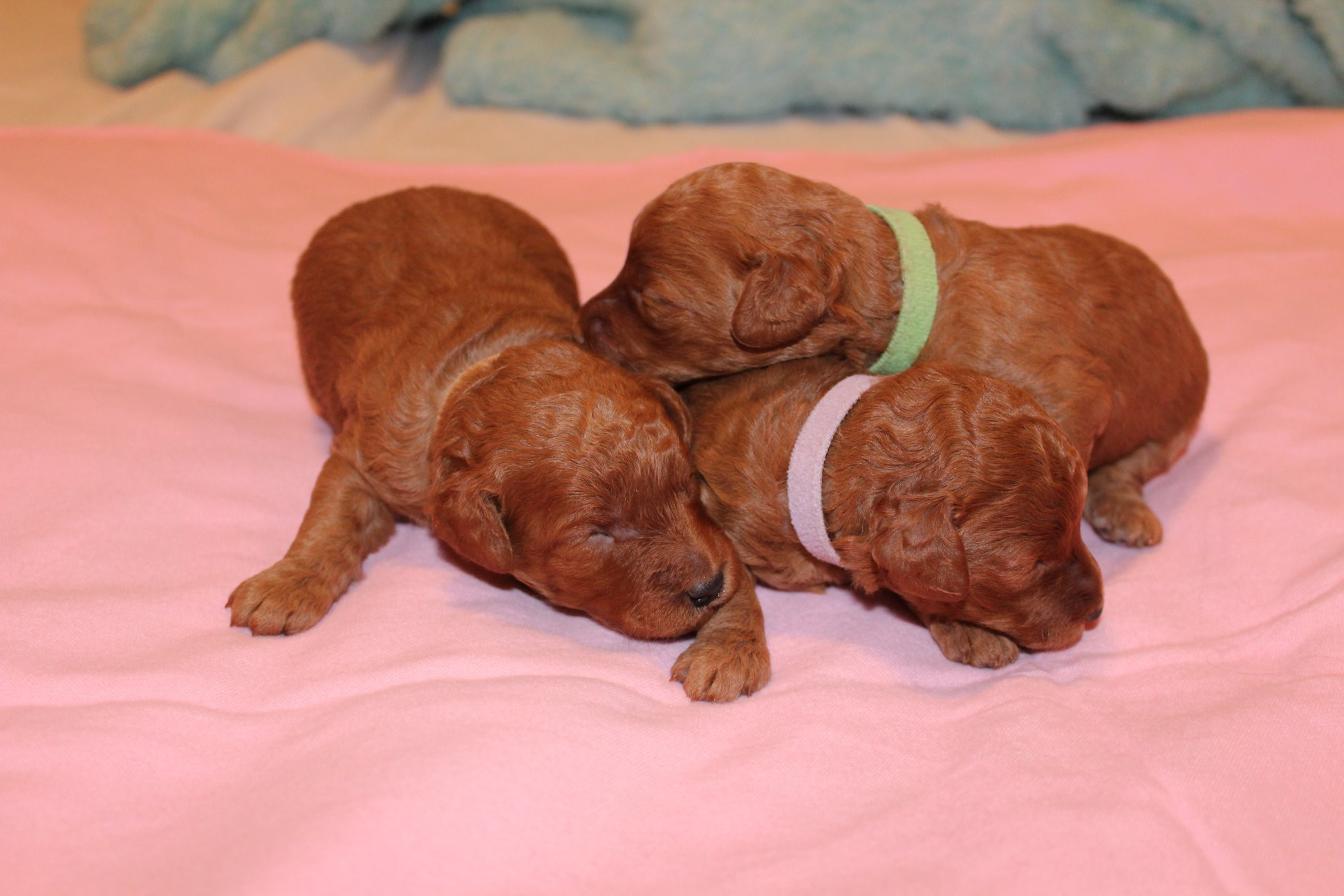 Best miniature poodle breeders online