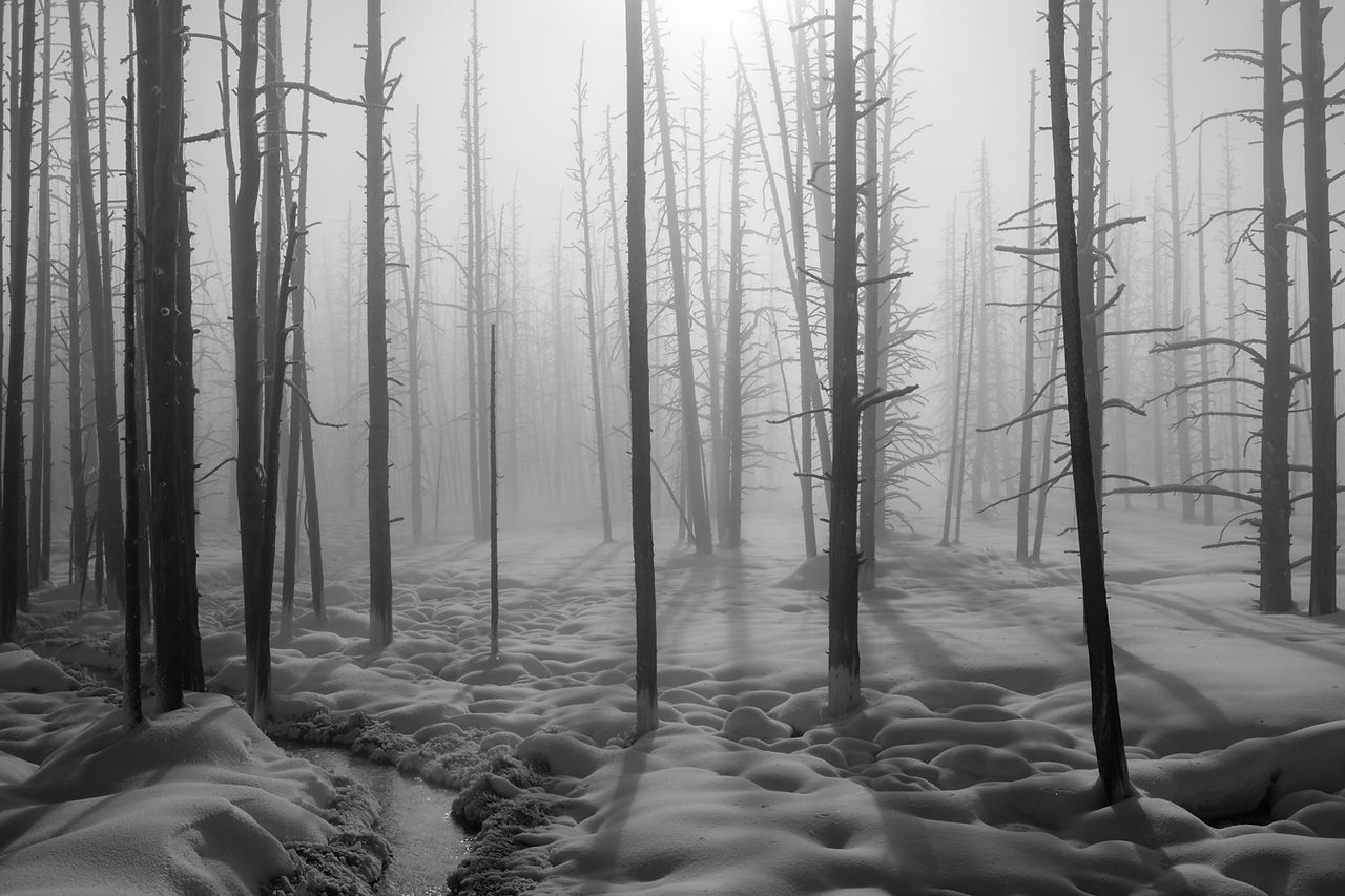Among the Trees