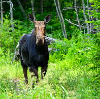 Moose, Baxter State Park, Maine