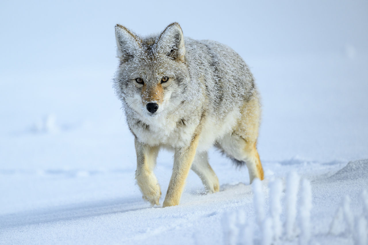 A frosty coyote in the Hayden Valley