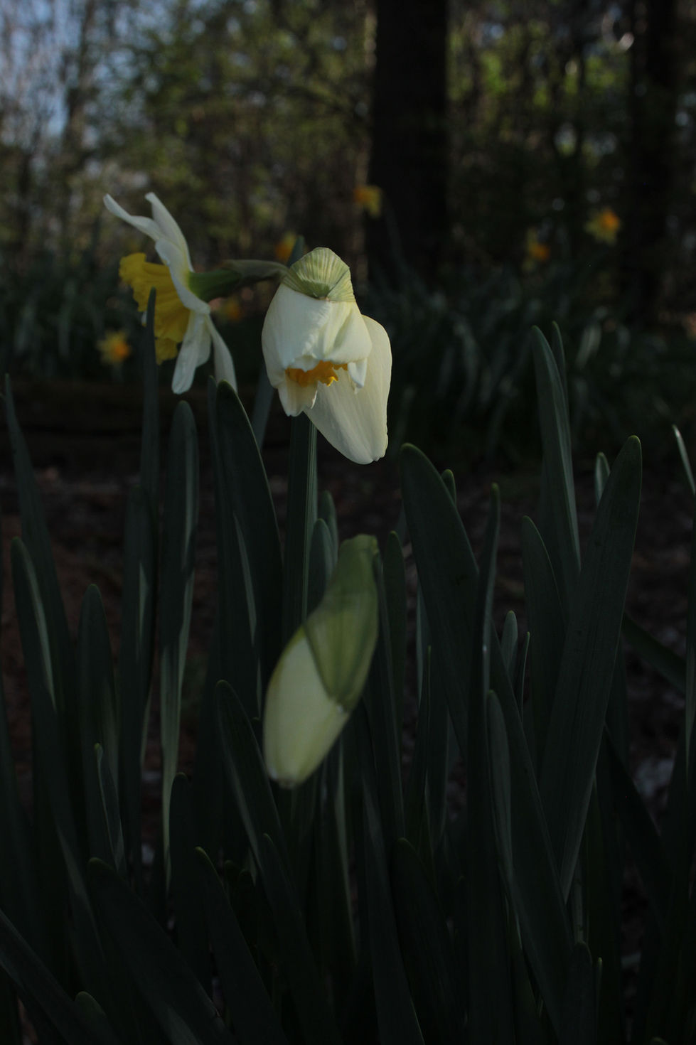 KymNorman_Seeing the stages 1