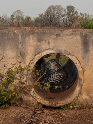 Pantanal`s Drying Pulse